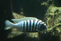 Pseudotropheus zebra M�nnchen (Masken-Tigerbarsch) am 13.12.2009 im Tierpark Berlin.