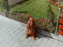 Cocker Spaniel H�ndin   Babsi   