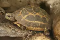 Spinnenschildkr�te (Pyxis arachnoides) am 13.12.2009 im Tierpark Berlin.