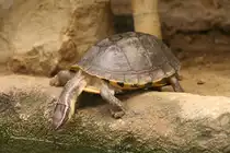 Amboina-Scharnierschildkr�te (Cuora amboinensis) am 13.12.2009 im Tierpark Berlin.