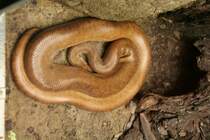 Dunkle Regenbogenboa (Epicrates chenchria maurus) am 13.12.2009 im Tierpark Berlin.