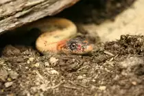 Eine Diademnatter (Spalerosophis diadema) liegt auf Lauer. Tierpark Berlin am 13.12.2009.