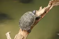 Diese Mississippi H�ckerschildkr�te (Graptemys p. kohnii) hat sich auf einen Ast gefl�chtet. Tierpark Berlin am 13.12.2009.