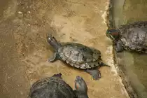 Mississippi-H�ckerschildkr�te (graptemys pseudogeographica kohnii) am 13.12.2009 im Tierpark Berlin.