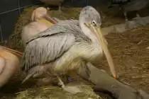 R�telpelikan oder Rotr�ckenpelikan (Pelecanus rufescens) am 13.12.2009 im Tierpark Berlin.