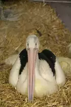 Brillenpelikan (Pelecanus conspicillatus) mit eigenartigem Blick. Tierpark Berlin am 13.12.2009.