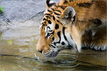 Durstig. Aufgenommen im Tierpark Berlin.