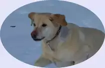 Tom beim Winterspaziergang