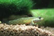 Weiwangen-Grundel (Rhinogobius wui) am 14.2.2009. Diese kleine Grundel lebt im Ssswasser.
