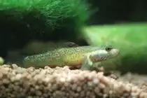 Wei�wangen-Grundel (Rhinogobius wui) am 14.2.2009. Diese kleine Grundel lebt im S�sswasser.
