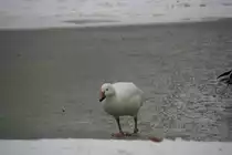 Kleine Schneegans (Anser caerulescens caerulescens) am vereisten Teich am 9.1.2010 im Tierpark Berlin.