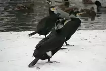 Eine Gruppe Eurasische ( Irokesen ) Kormorane (Phalacrocorax carbo sinensis) am 9.1.2010 im Tierpark Berlin.