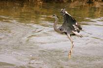 Ein Fischreiher sucht einen Landeplatz.
(14.04.2009)