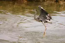 Ein Fischreiher sucht einen Landeplatz.
(14.04.2009)