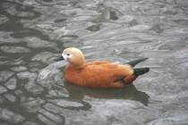 Rostgans (Tadorna ferruginea) vertreibt sich die Zeit im Teich. Tierpark Berlin am 9.1.2010.