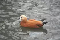 Rostgans (Tadorna ferruginea) vertreibt sich die Zeit im Teich. Tierpark Berlin am 9.1.2010.