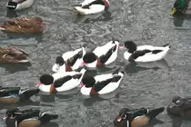 Ein Trupp Brandg�nse (Tadorna tadorna) am 9.1.2010 im Tierpark Berlin. 