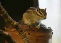 Ein Burunduk oder Sibirisches Streifenh�rnchen (Eutamias sibiricus) am 9.1.2010 im Tierpark Berlin.
	