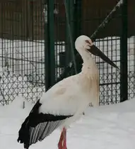 Schwarzschnabelstorch (Ciconia boyciana) am 9.1.2010 im Tierpark Berlin.