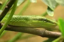 Kopfansicht einer Gr�nen Spitzkopfnatter (Gonyosoma oxycephalum) am 9.1.2010 im Tierpark Berlin.