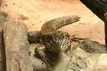 B�nderteju oder auch Schwarzgelber Teju oder Goldteju (Tupinambis teguixin) am 9.1.2010 im Tierpark Berlin.
 

