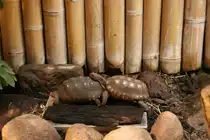 Zwei K�hlerschildkr�ten (Chelonoidis carbonaria) beim Liebesspiel am 13.12.2009 im Tierpark Berlin.