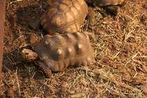 Eine neugierige Khlerschildkrten (Chelonoidis carbonaria) am 13.12.2009 im Tierpark Berlin.