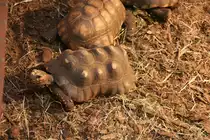Eine neugierige K�hlerschildkr�ten (Chelonoidis carbonaria) am 13.12.2009 im Tierpark Berlin.