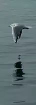 Die M�we und ihr Spiegelbild.
(11.01.2010) 
