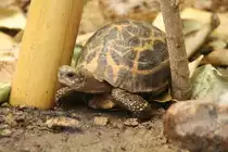 Spinnenschildkr�te (Pyxis arachnoides) am 9.1.2010 im Tierpark Berlin.