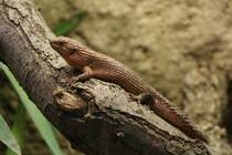 Dornschwanzskink (Egernia stokesii) am 9.1.2010 im Tierpark Berlin.