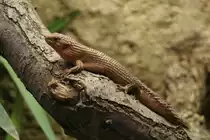 Dornschwanzskink (Egernia stokesii) am 9.1.2010 im Tierpark Berlin.