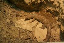Stachelschwanzwaran (Varanus acanthurus) am 9.1.2010 im Tierpark Berlin.
	