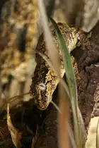 Neukaledonischer Kopfh�cker-Riesengecko (Rhacodactylus auriculatus) am 9.1.2010 im Tierpark Berlin.