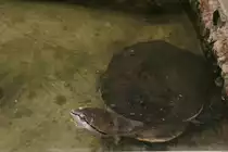 Helle Kr�tenkopfschildkr�te oder Froschkopf-Schildkr�te (Phrynops hilarii) am 9.1.2010 im Tierpark Berlin.