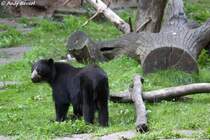 Brillenb�ren sind in der Regel d�mmerungs- oder nachtaktiv, tags�ber schlafen sie unter Baumwurzeln oder in H�hlen.