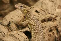 Stachelschwanzwaran (Varanus acanthurus) auf Beobachtungsposten. Tierpark Berlin am 9.1.2010. 
