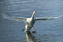 Schwanlandung an der Donau/ Neuburg a.d.Donau.