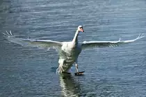 Schwanlandung an der Donau/ Neuburg a.d.Donau.