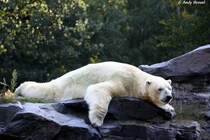 Eisb�ren machen es sich wohl gerne �berall gem�tlich.