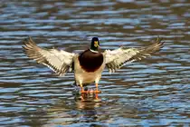 Stockente an der Donau/ Neuburg a.d.Donau.