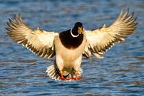 Stockente an der Donau/ Neuburg a.d.Donau.