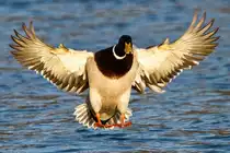 Stockente an der Donau/ Neuburg a.d.Donau.