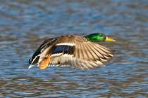 Stockente an der Donau/ Neuburg a.d.Donau.