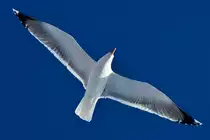 Eine M�we �ber Neuburg/Donau.