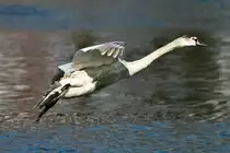 Schwan an der Donau/ Neuburg a.d.Donau.