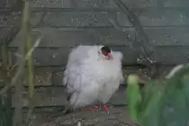 Ein aufgeplusterter Mekong-Ohrfasan oder Wei�er Ohrfasan (Crossoptilon crossoptilon drouynii) am 9.1.2010 im Tierpark Belrin