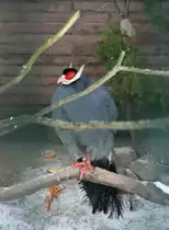 Ein m�nnlicher Blauer Ohrfasan (Crossoptilon auritum) am 9.1.2010 im Tierpark Berlin.