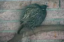 Ein Koklasfasan oder auch Schopffasan (Pucrasia macrolopha) versteckt sich in der hintersten Ecke. Tierpark Berlin am 9.1.2010.