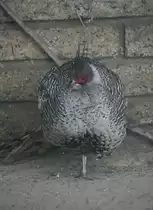 M�nnlicher Wallichfasan (Catreus wallichii) am 9.1.2010 im Tierpark Berlin.